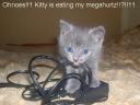 gray_kitten_power.jpg