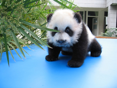 Panda on Asi Que Si Os Gustan Los Osos Panda Dejadlos En La Naturaleza
