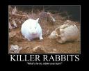 rabbits.jpeg